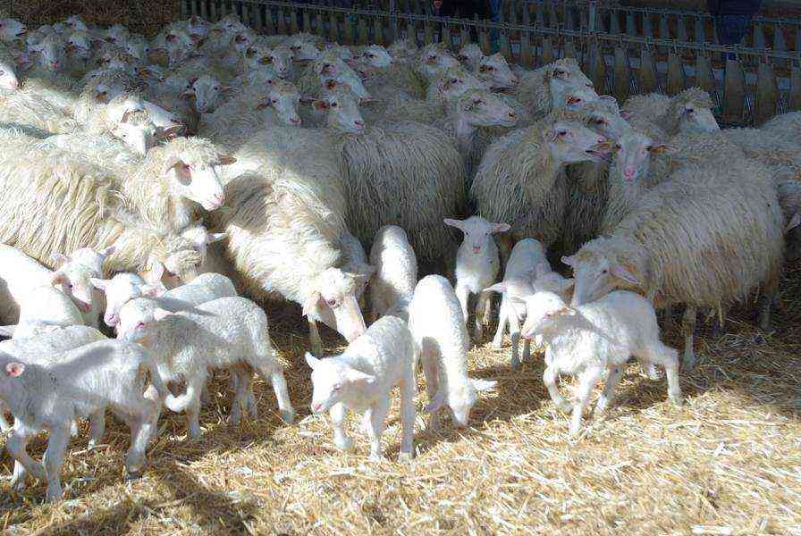 Pecore agnelli razza-sarda - Qui Sardegna
