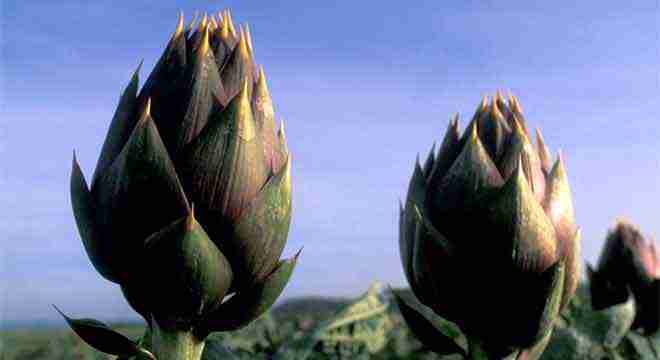 immagine-relativa-a-agricoltura-nel-portale-qui-sardegna