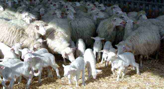 immagine-relativa-a-allevamento-nel-portale-qui-sardegna