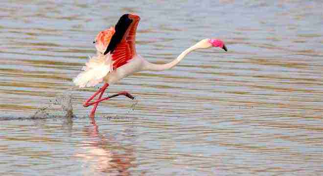 immagine-relativa-a-aree-naturali-in-sardegna-nel-portale-qui-sardegna