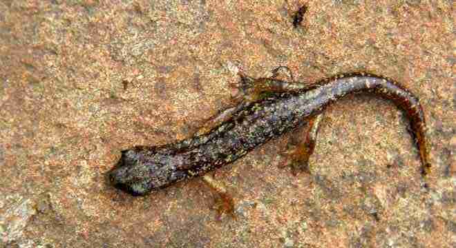 immagine-relativa-a-endemismi-in-sardegna-nel-portale-qui-sardegna