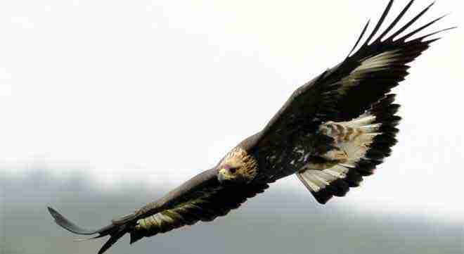 immagine-relativa-a-fauna-in-sardegna-nel-portale-qui-sardegna