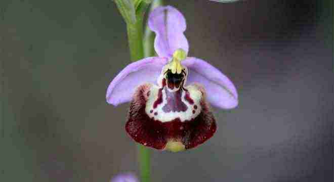 immagine-relativa-a-flora-in-sardegna-nel-portale-qui-sardegna