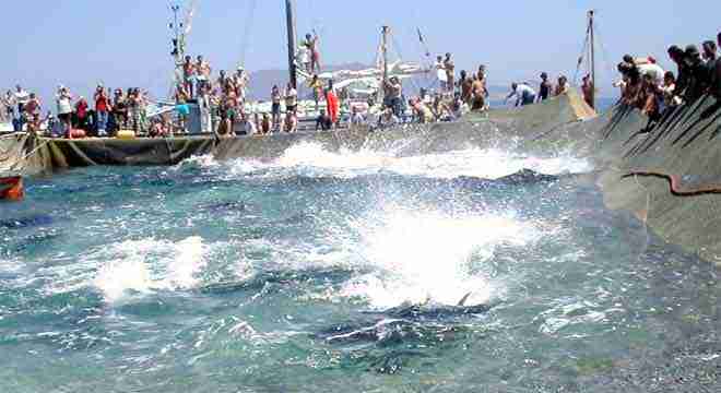 immagine-relativa-a-mattanza-del-tonno-nel-portale-qui-sardegna