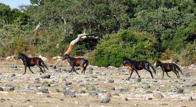 immagine-relativa-a-le-giare-nel-portale-qui-sardegna