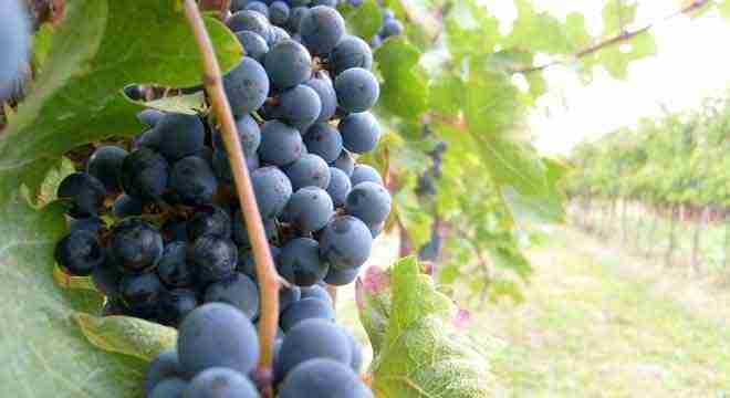 immagine-relativa-a-vitigni-nel-portale-qui-sardegna